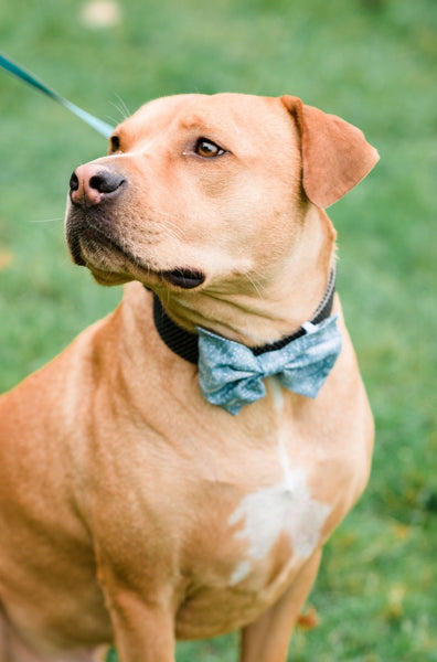 Moroccan Blues Pet Bow Tie