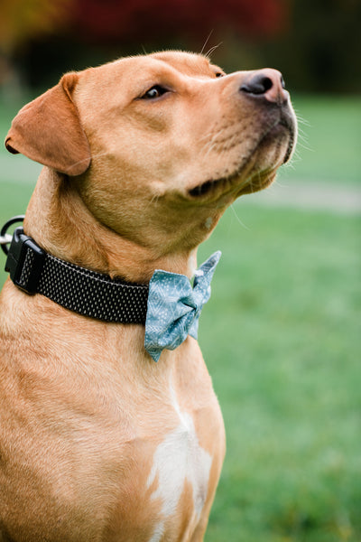 Moroccan Blues Pet Bow Tie